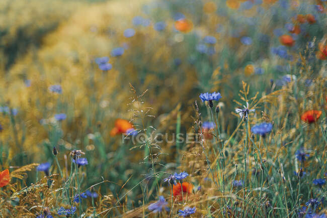 Високий кут огляду свіжих макових квітів на полі. — стокове фото
