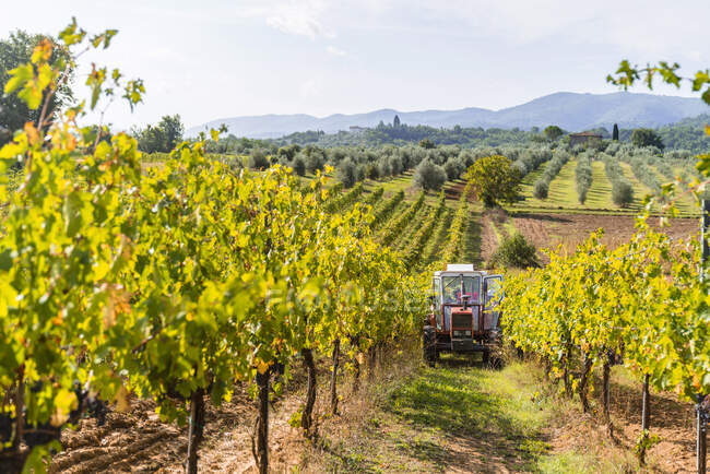 Tractor parked in a vineyard — Stock Photo