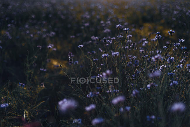 Plan plein cadre de bleuets frais fleurissant sur le champ — Photo de stock