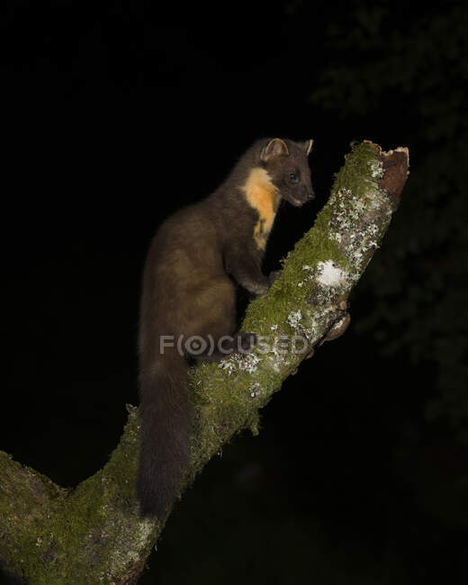 Retrato de marta de pino sentado en el tronco del árbol por la noche - foto de stock