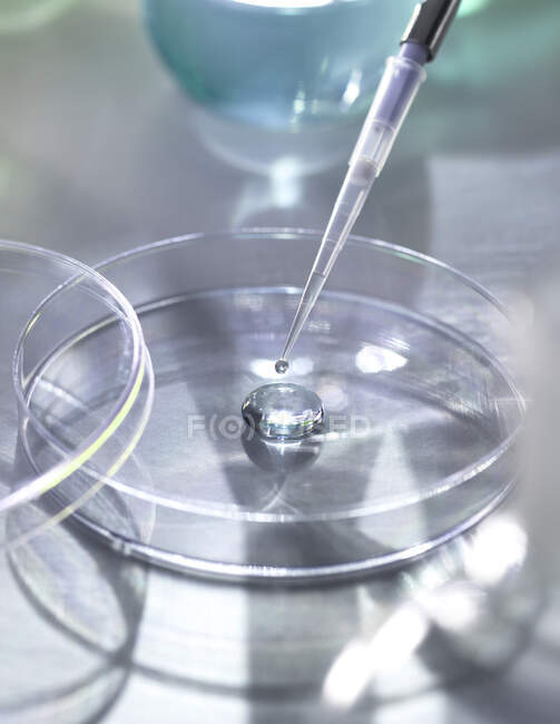 Vista de alto ângulo de pipetagem de amostras em placa de Petri para experimento em laboratório — Fotografia de Stock