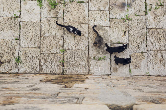 Quattro gatti sul pavimento di pietra — Foto stock