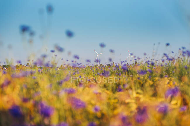 Vista à distância de turbinas de vinho no campo de flores de milho contra o céu azul — Fotografia de Stock