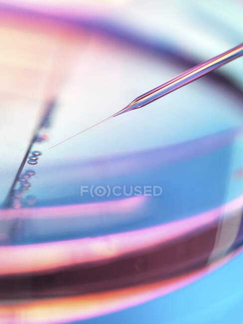 Extreme Nahaufnahme von Proben beim Pipettieren in Petrischale für Stammzellenexperiment im Labor — Stockfoto