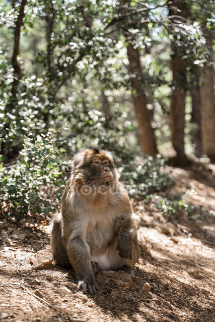 Портрет обезьяны, Фес, Марокко — стоковое фото