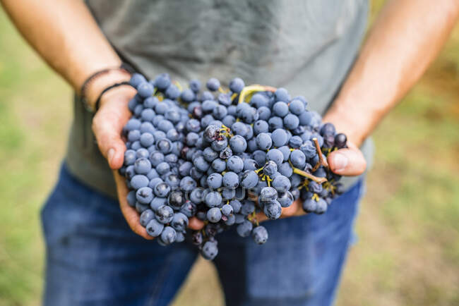 Крупный план человека с красным виноградом в винограднике — стоковое фото