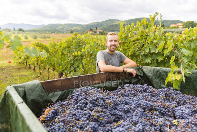 Portrait of smiling young man at trailer with harvested grapes in vineyard — Stock Photo