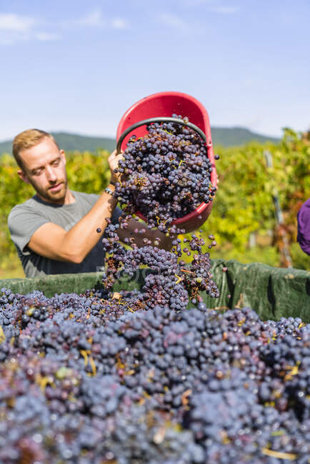 Man pouring red grapes on trailer in vineyard — Stock Photo