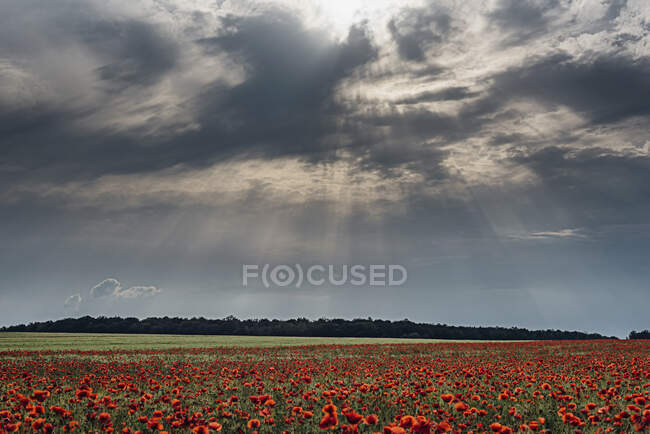 Foto idílica de flores de amapola en el campo contra el cielo nublado durante el atardecer - foto de stock