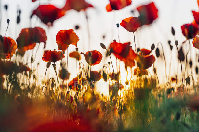 Nahaufnahme von frischen Mohnblumen, die während des Sonnenuntergangs gegen den Himmel blühen — Stockfoto