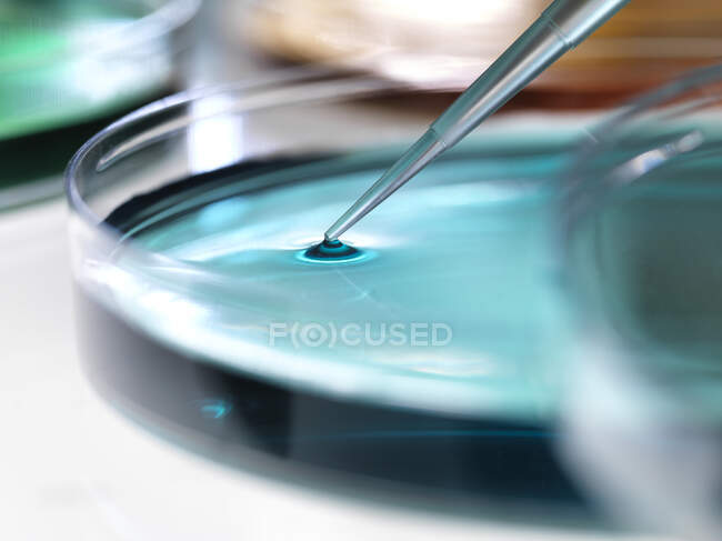 Close-up of samples pipetting in petri dish containing blue agar jelly for experiment at laboratory — Stock Photo