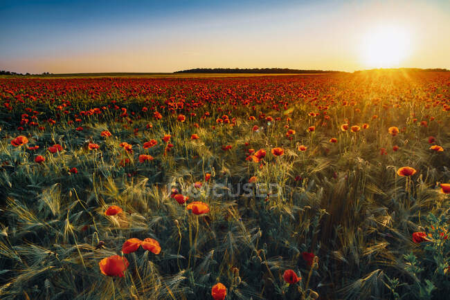 Idyllic view of fresh poppy flowers blooming on field against sky during sunset — Stock Photo