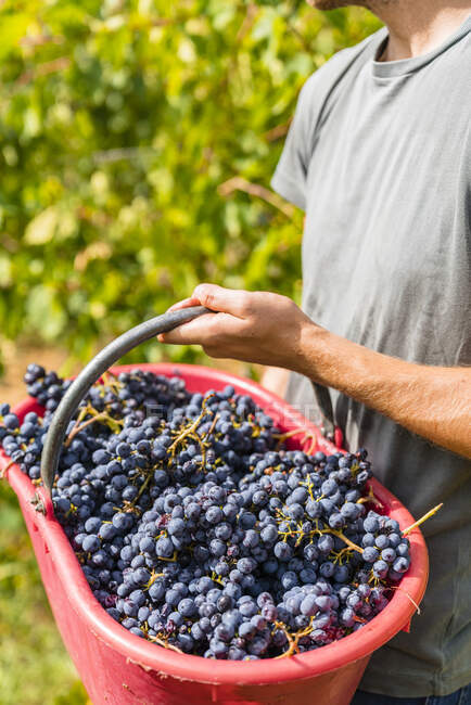 Close-up of man harvesting grapes in vineyard holding bucket — Stock Photo