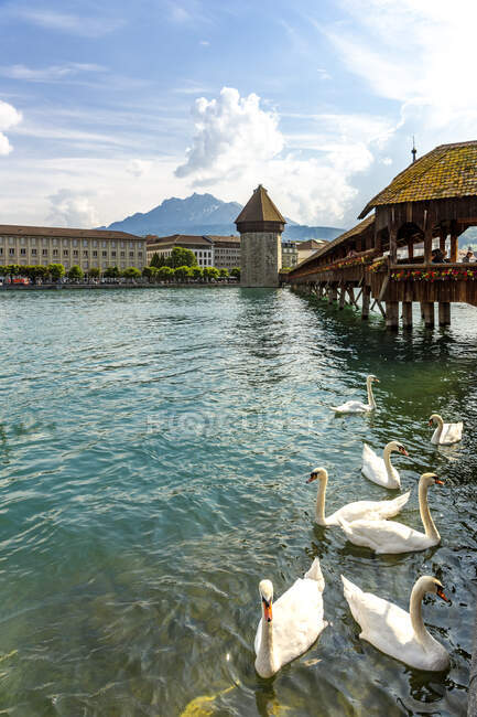 Swans On Reuss River Against Chapel Bridge In Lucerne Switzerland Landmark Tower Stock Photo 466285378