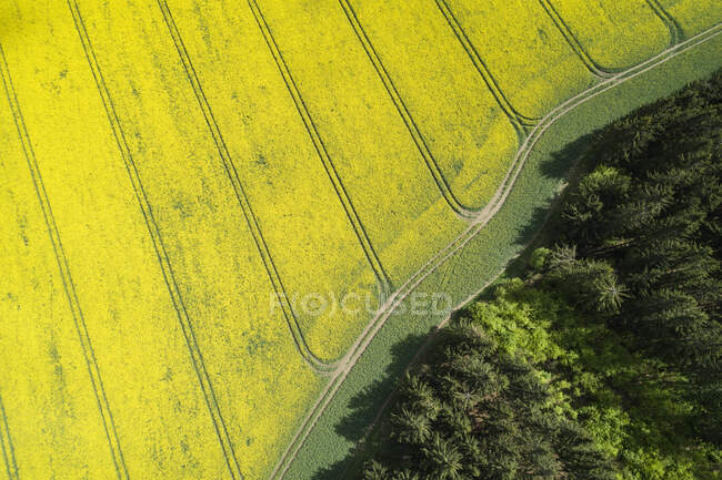 Germania, Turingia, Schleiz, Veduta aerea del bordo della foresta e vasti campi di colza in primavera — Foto stock