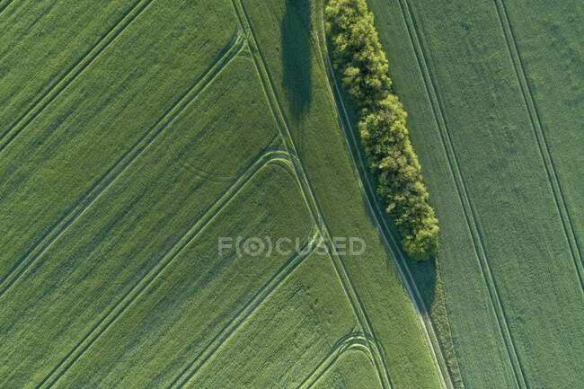 Germany- Mecklenburg-WesternPomerania- Повітряний вид на самотнє дерево, що росте на величезному полі пшениці навесні. — стокове фото