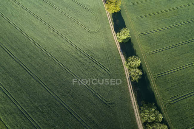 Germania- Meclemburgo-OccidentalePomerania Veduta aerea di albero solitario che cresce in un vasto campo di grano in primavera — Foto stock