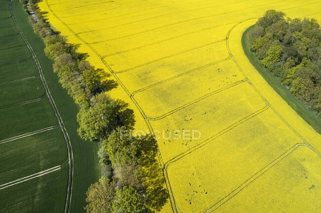 Alemania, Mecklemburgo-Pomerania Occidental, Vista aérea de la hilera de árboles entre los campos de trigo y de colza en primavera - foto de stock