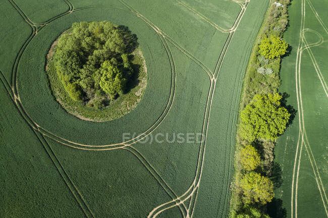 Alemania- Mecklemburgo-Pomerania Occidental- Vista aérea de un árbol solitario creciendo en un vasto campo de trigo en primavera - foto de stock