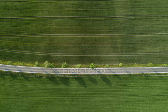 Deutschland - Mecklenburg-Vorpommern - Luftaufnahme eines einsamen Baumes, der im Frühling in einem riesigen Weizenfeld wächst — Stockfoto