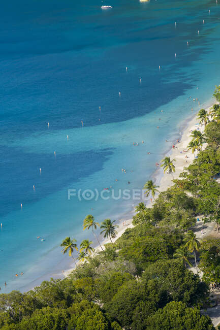 Vue aérienne de palmiers poussant sur la plage de la baie de Magens, St. Thomas, Îles Vierges américaines — Photo de stock