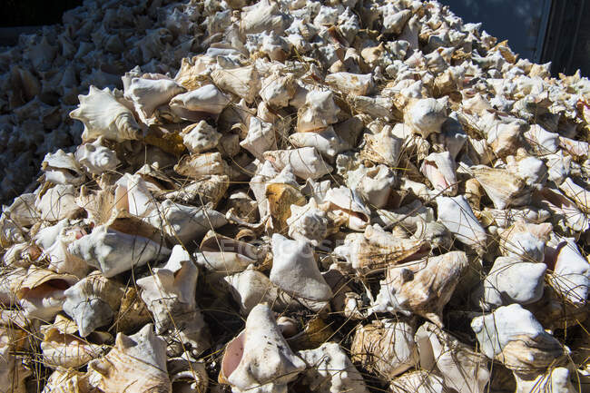 Full frame shot of conch shells at farm, Providenciales, Turks And Caicos Islands — Stock Photo