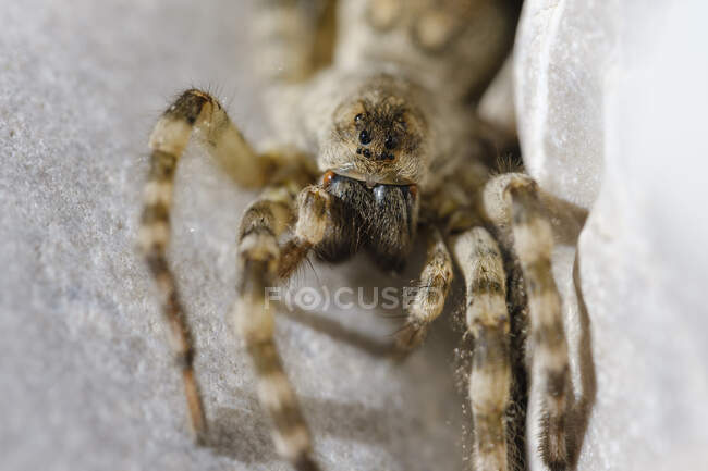 Germania, Baviera, Geretsried, Ritratto di ragno lupo (Arctosamaculata) che guarda dritto la macchina fotografica — Foto stock