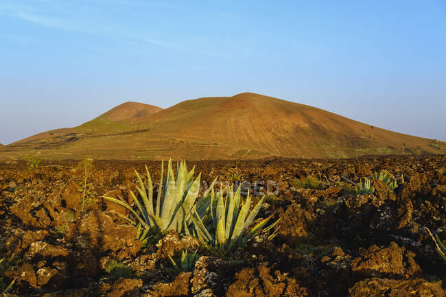 Spagna, Isole Canarie, Lanzarote, Caldera Los Rostros e Montana del Cortijo, Agave che cresce nel paesaggio — Foto stock