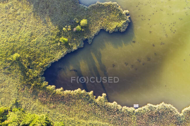 Германия, Бавария, Верхняя Бавария, Земля Тельцера, Гармония, Вид на пруд с зеленой тростью — стоковое фото