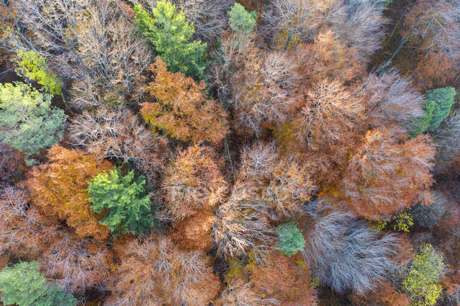 Німеччина, Баварія, Повітряний вид змішаних лісів восени. — стокове фото