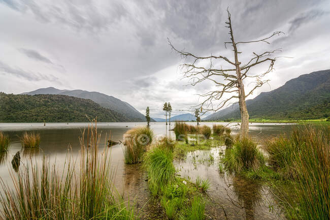 Nuova Zelanda, Isola del Sud, Erba che cresce sulla riva del lago Poeruacon colline boscose sullo sfondo — Foto stock