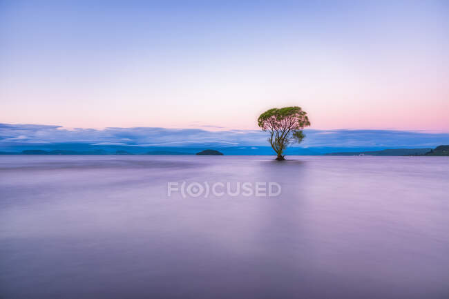 Tree in Lake Taupo in the evening, South Island, New Zealand — Stock Photo