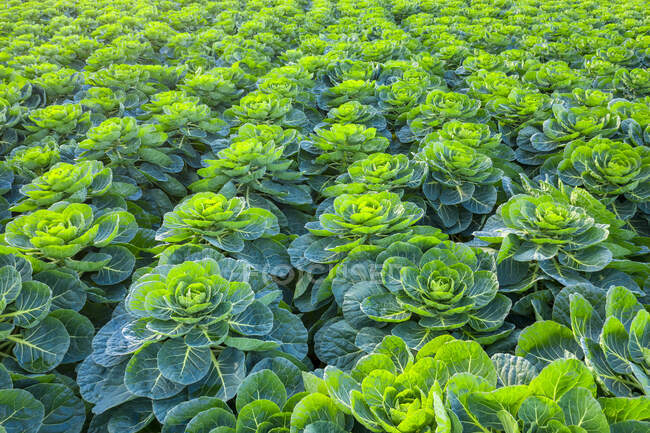 Escócia, Lothian Oriental, Campo de brotos de Bruxelas (Brassica oleracea) — Fotografia de Stock