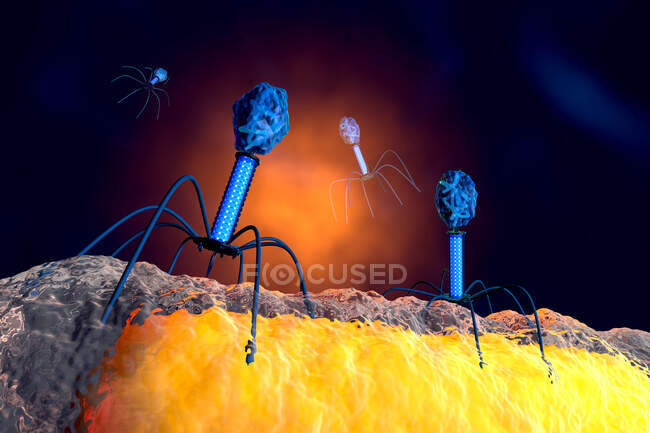 Illustration d'un groupe anatomiquement correct de virus bactériophages attaquant des bactéries — Photo de stock