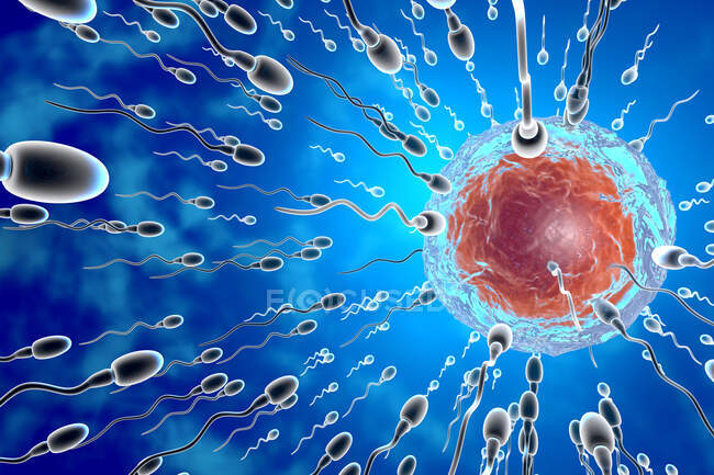 Visualización de espermatozoides corriendo hacia el óvulo para fertilizar - foto de stock