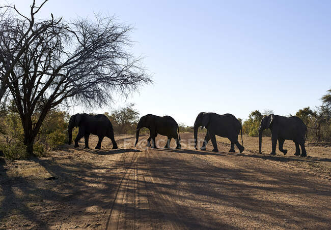 Elephants crossing dirt road against clear sky at Bwabwata National Park, Namibia — Stock Photo