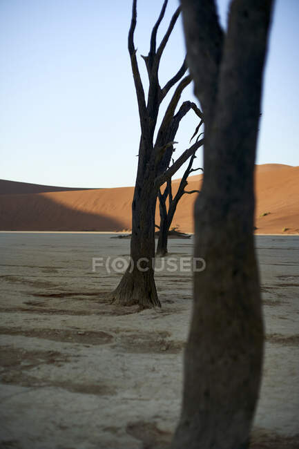 Alberi morti a Deadvlei all'alba, Sossusvlei, Namib desert, Namibia — Foto stock