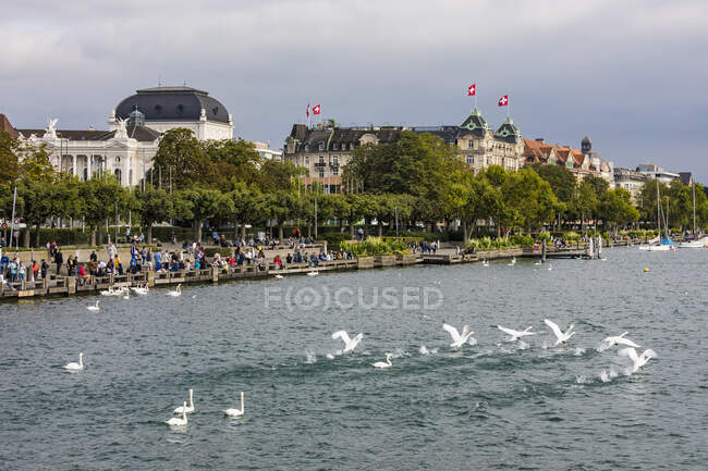 Suiza, Cantón de Zurich, Zurich, Manada de cisnes mudos nadando en el lago Zurich - foto de stock