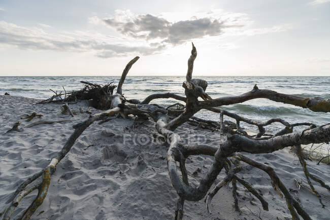 Germania, Darss, Legno alla deriva sulla spiaggia — Foto stock