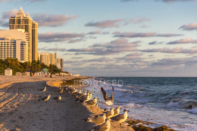 Gabbiani sulla riva del mare a Miami Beach contro il cielo, Florida, Stati Uniti — Foto stock
