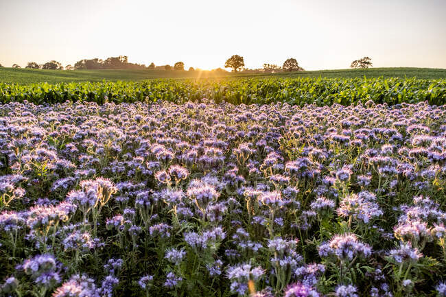 Alemania, Schleswig-Holstein, Rettin, Flores púrpuras creciendo en el campo al atardecer - foto de stock