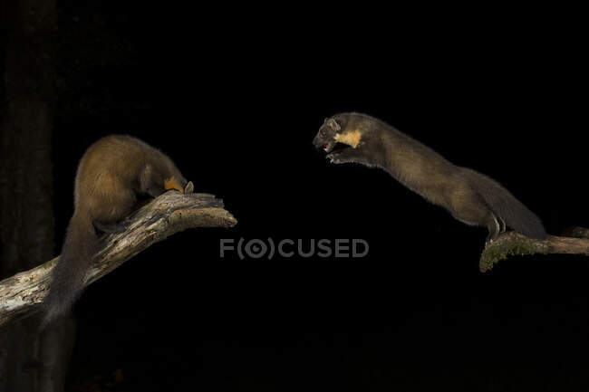 Martas de pino, Martes, agresivo, saltando de rama por la noche - foto de stock