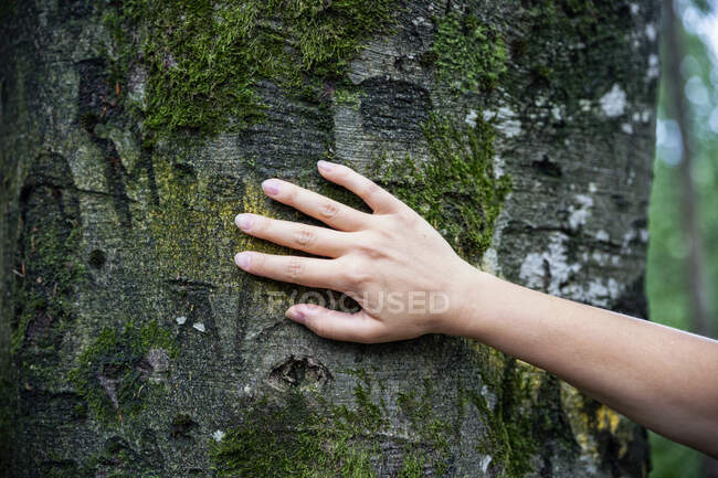 Mano femenina tocando un árbol - foto de stock