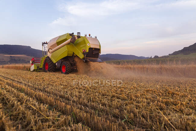 Organic farming, wheat field, harvest, combine harvester in the evening — Stock Photo