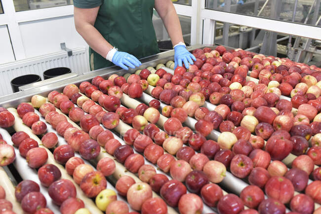 Travailleuse vérifiant les pommes sur bande transporteuse dans une usine de jus de pomme — Photo de stock