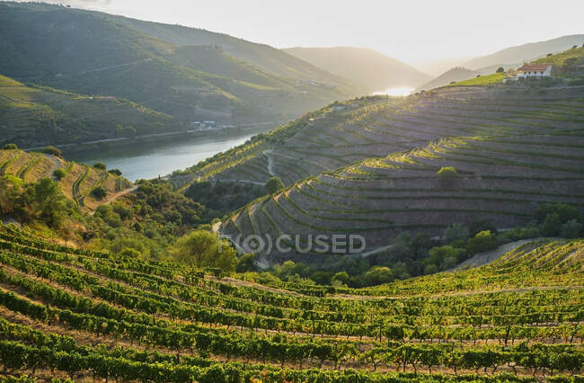 Portogallo, Valle del Douro, vigneto terrazzato con vista sul fiume Douro — Foto stock