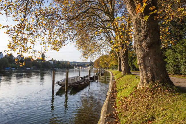 Швейцарія, кантон Шаффгаузен, вид на ріку Рейн і дерева — стокове фото