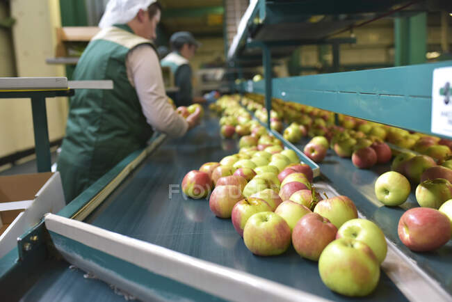 Работницы проверяют яблоки на конвейерной ленте на заводе яблочных соков — стоковое фото