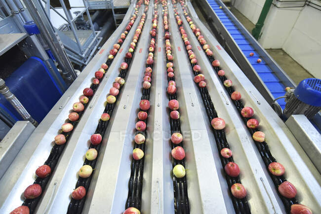 Conveyor belt with apples — Stock Photo
