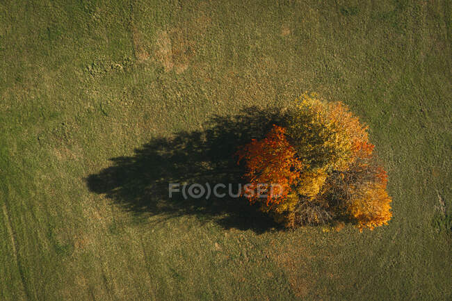 Австрия, Нижняя Австрия, вид с воздуха на красочную осеннюю рощу в поле — стоковое фото